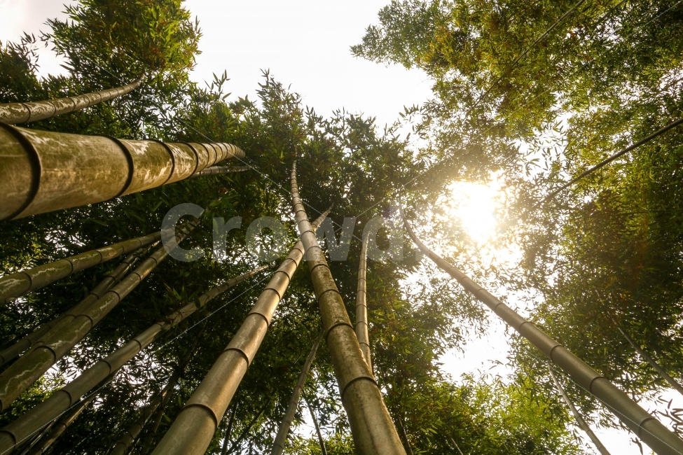 자연,나무,대나무,햇빛,하늘,자연,풍경,nature,landscape,휴식,힐링,rest,relaxation,healing,plant,식물