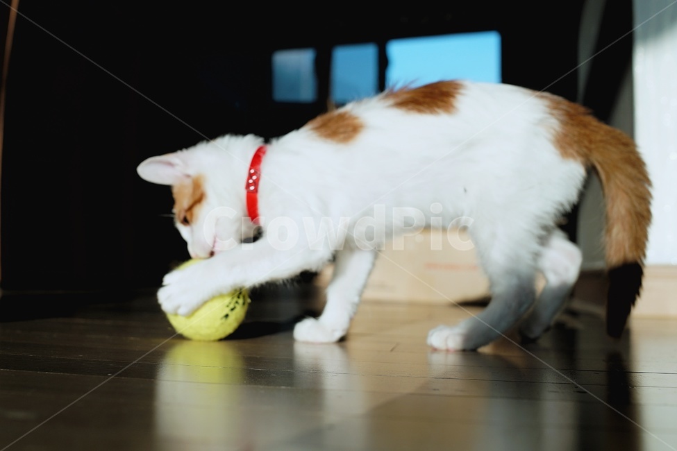 고양이,귀여운고양이,공고양이,노는고양이,테니스공,동물,animal,포유류,mammal,고양이,cat,kitten,kitty