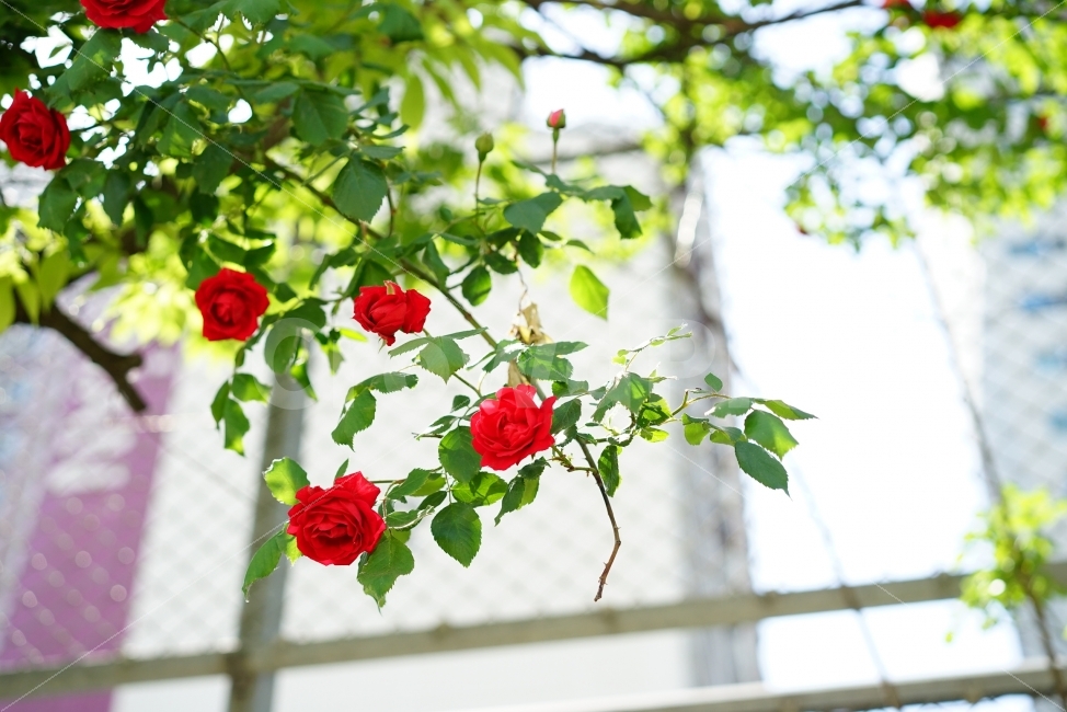 장미,로즈,꽃,레드,화사,여왕,플라워,flower,rose,자연,풍경,감성,감성사진,느낌,미,감동,신록,식물,자연,plants,nature,꽃,flower