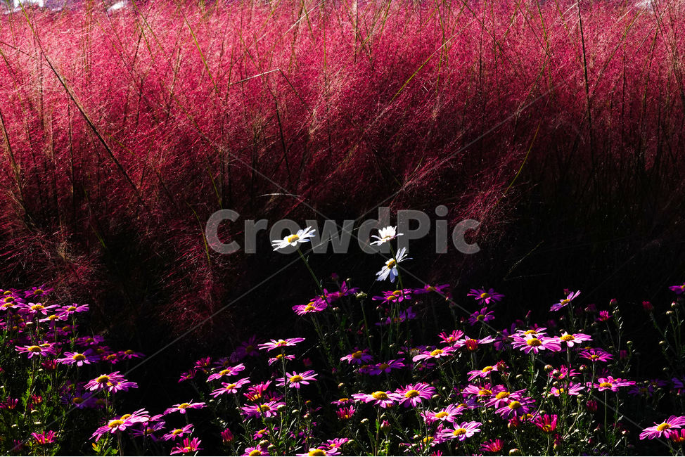 공원,꽃밭,가을,핑크뮬리,국화,식물,자연,plants,nature,꽃,flower