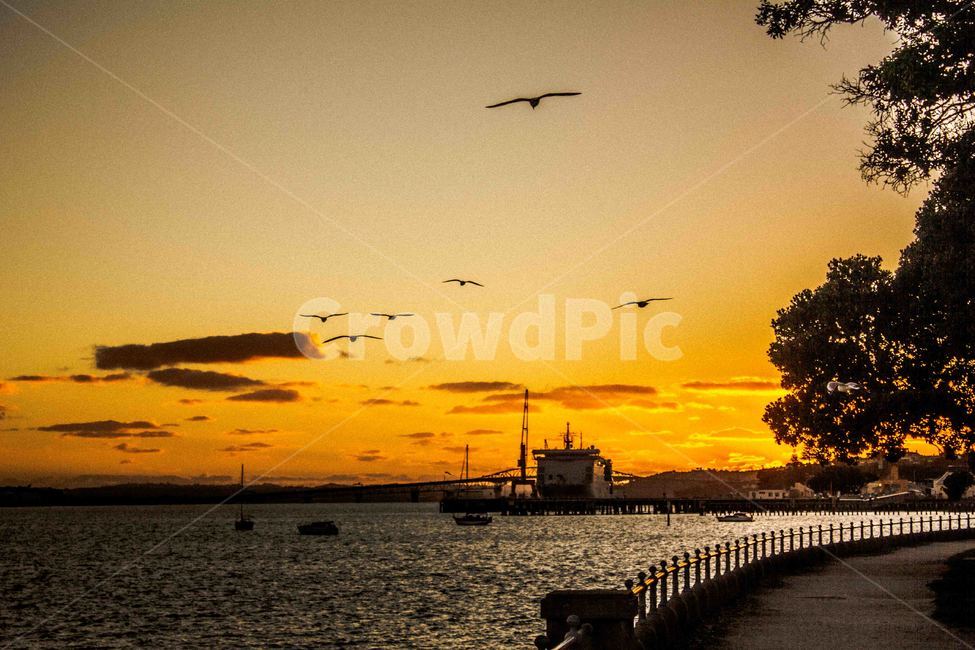 일몰,해안,해안가,wharf,sunset,자연,풍경,nature,landscape,bird,새,animal,동물
