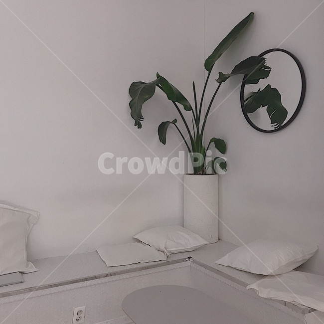 하얀색,식물,심플,하얀배경,깨끗한,인테리어,실내디자인,interior design