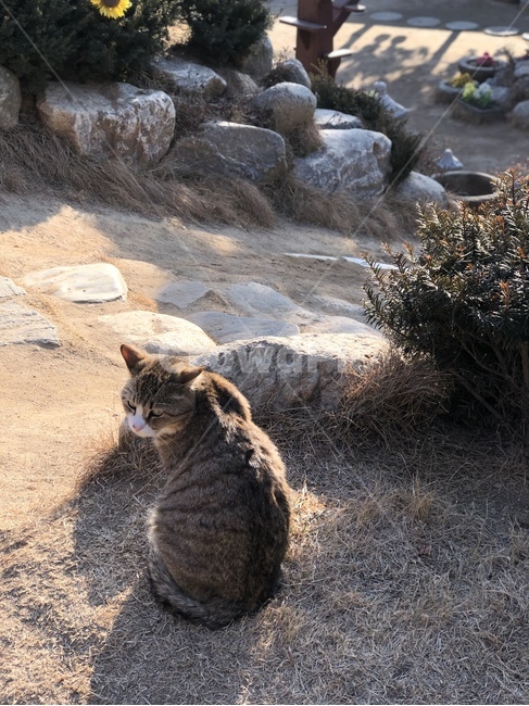 고양이,고양이뒷모습,귀여운,동물,cat,catsback,cute,animal,동물,animal,포유류,mammal,고양이,cat,kitten,kitty