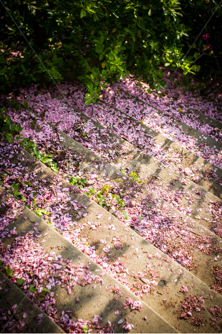 봄,벚꽃,벚꽃잎,꽃잎,계단,해질녘,봄,계절,spring,season,꽃,flower,휴식,힐링,rest,relaxation,healing,confetti,색종이 조각,paper,종이