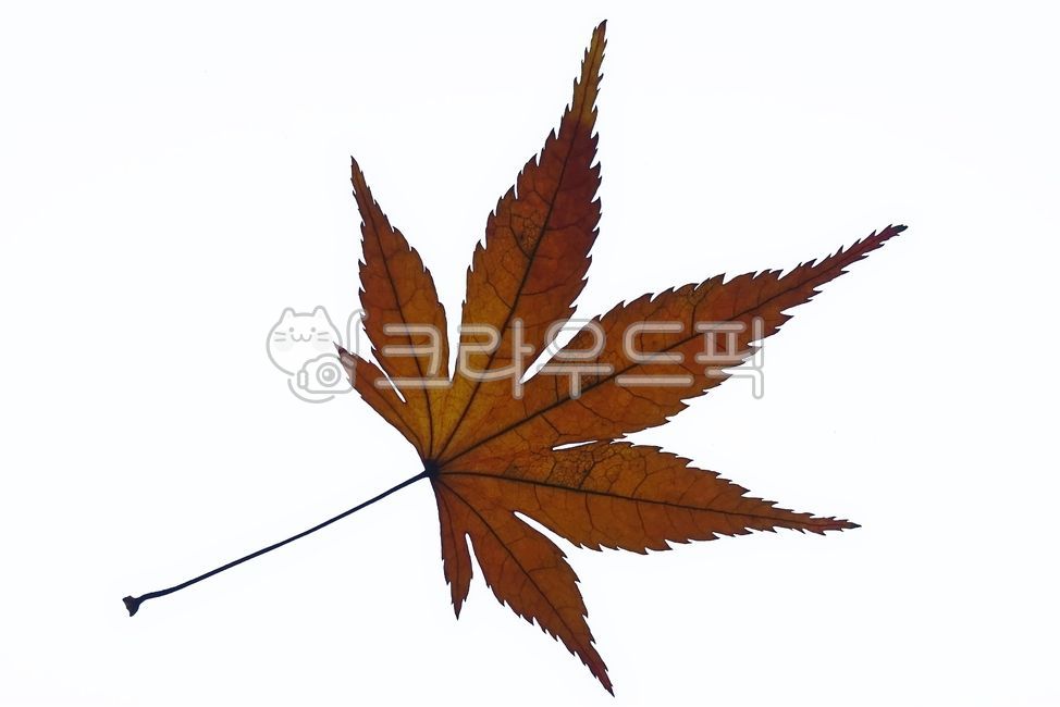 낙엽,가을,잎,식물,갈변,나뭇잎,fall,autumn,leaf,단풍잎,단풍,메이플
