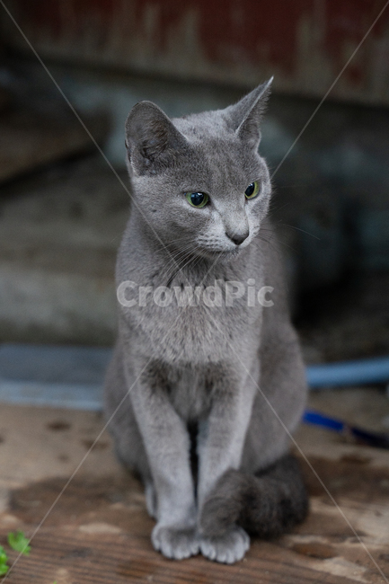 pet,애완동물,동물,cat,animal,고양이,러시안블루,동물,animal,포유류,mammal,고양이,cat,kitten,kitty
