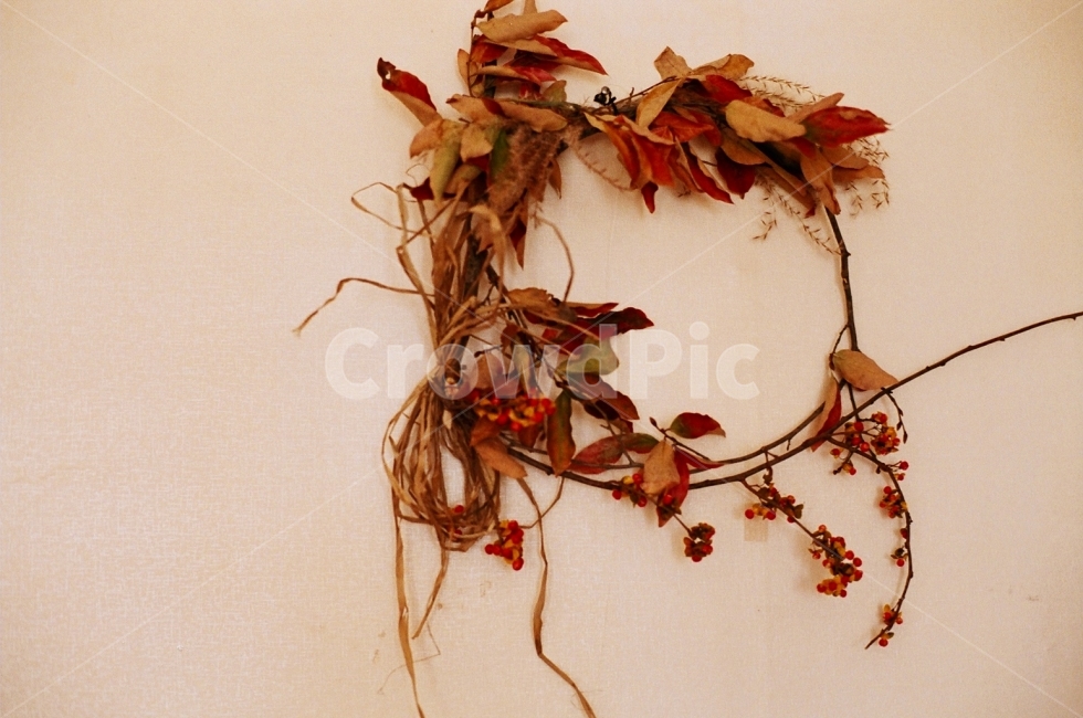 꽃,드라이플라워,인테리어,장식,필름사진,필름,감성사진,분위기,식물,자연,plants,nature,인테리어,실내디자인,interior design