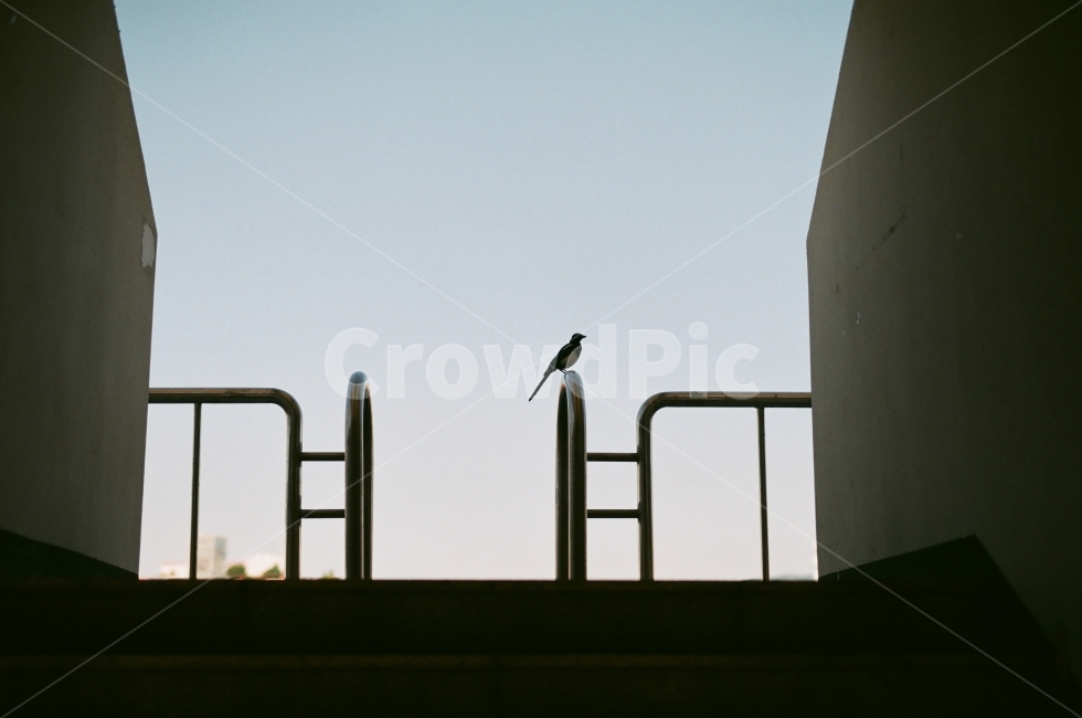 새,까치,하늘,경기장,그림자,동물,animal,조류,새,birds