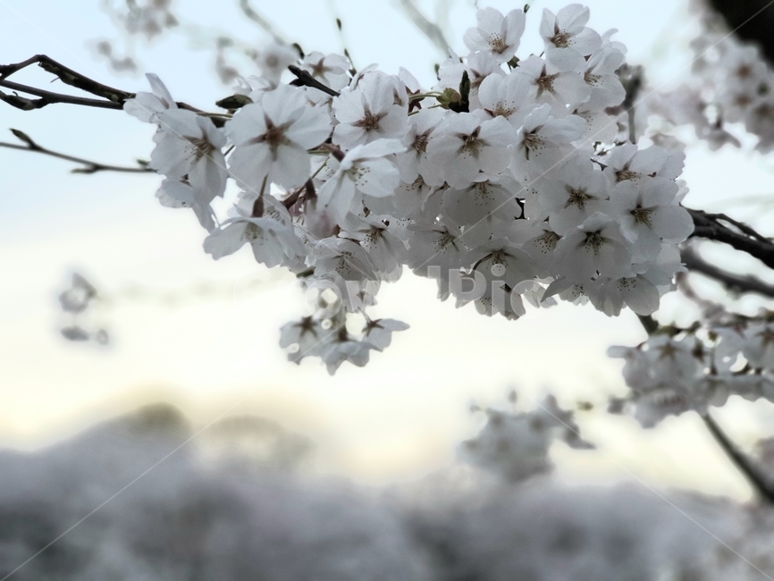 봄,봄꽃,벚꽃,꽃,자연,nature,flower