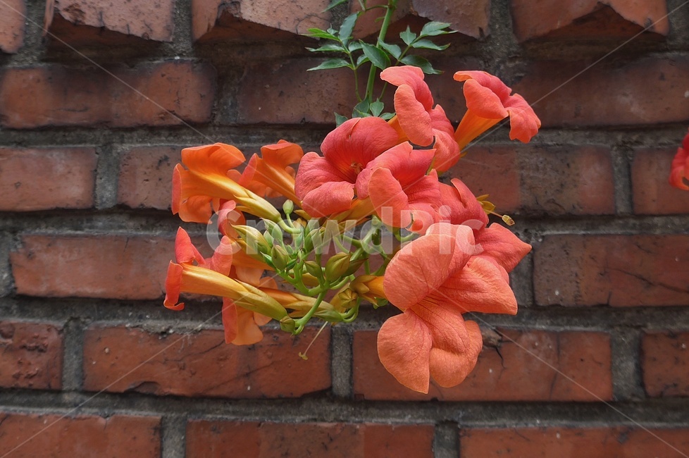 brick,벽돌,plant,식물,꽃,담벼릭,식물,자연,plants,nature,꽃,flower