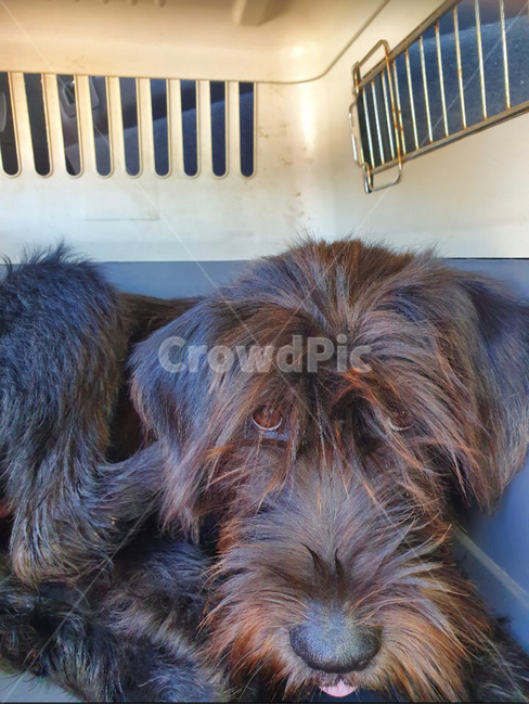 강아지,유기견,유기동물,반려동물,개,동물,animal,포유류,mammal,개,강아지,dog,doggy