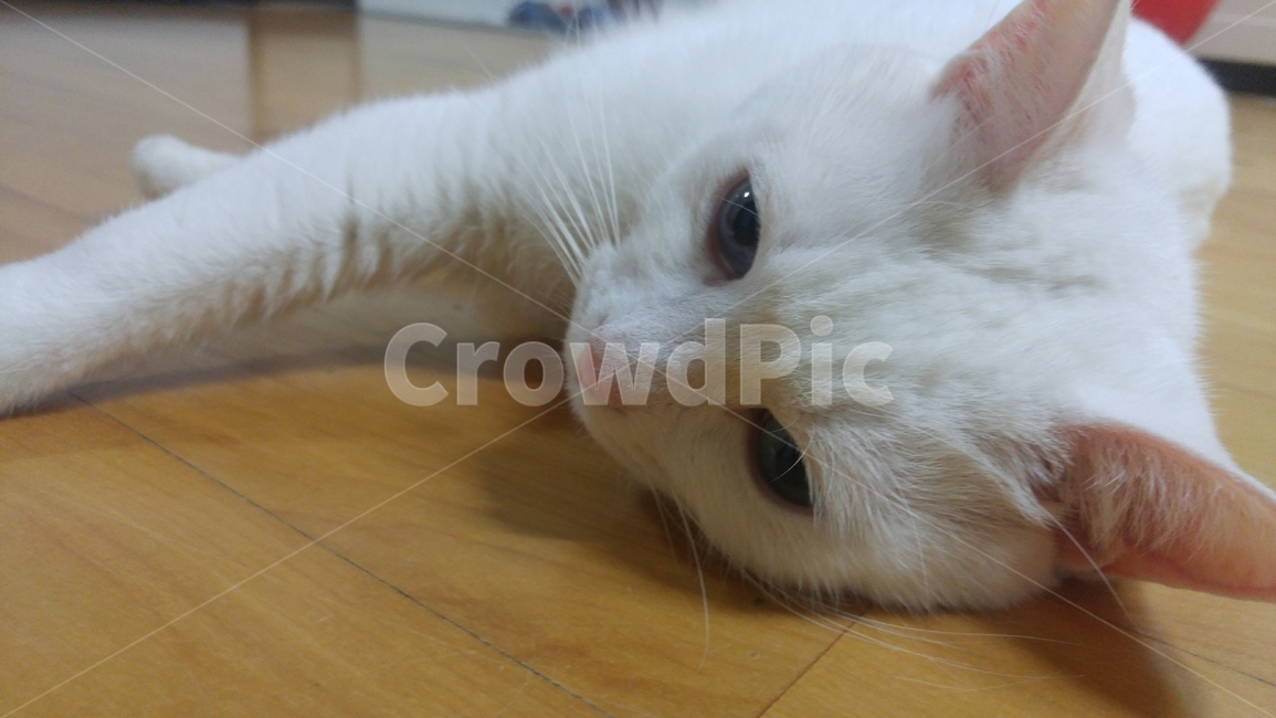 고양이,터키앙고라,반려묘,반려동물,귀여운,동물,animal,고양이,cat,kitten,kitty