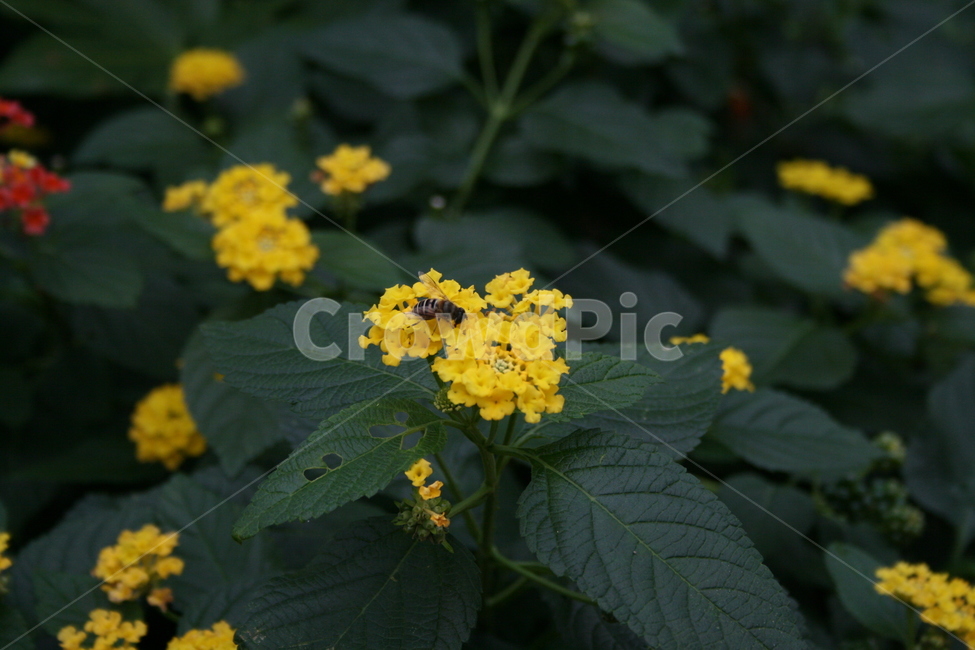 꽃,허브,온실,식물,plant,식물,자연,plants,nature,꽃,flower,동물,animal,곤충,벌레,insect,bug