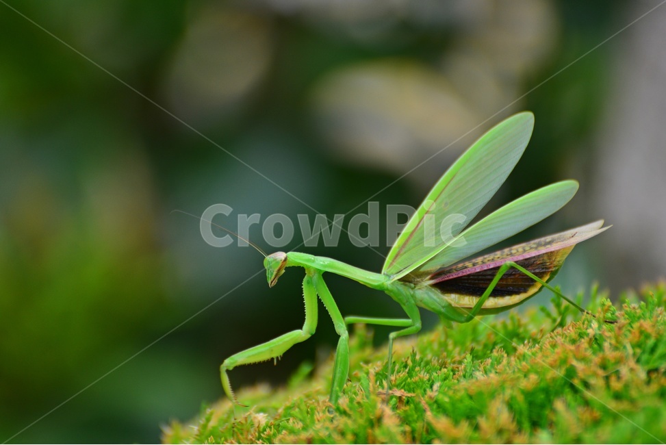 사마귀,곤충,벌레,나무,동물,자연,보케,사마귀날개,곤충,벌레,insect,bug