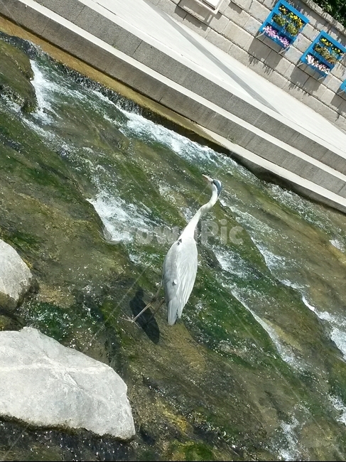 청계천,두루미,도심속,청계천오후,청계천볼거리