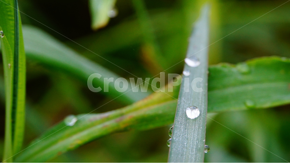 자연,풍경,이슬,물방울,감성,감상,풀잎,식물,출사,식물,자연,plants,nature