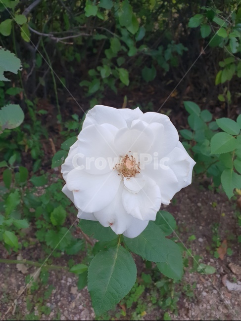 꽃,화이트,식물,힐링,flower,식물,자연,plants,nature,꽃,flower