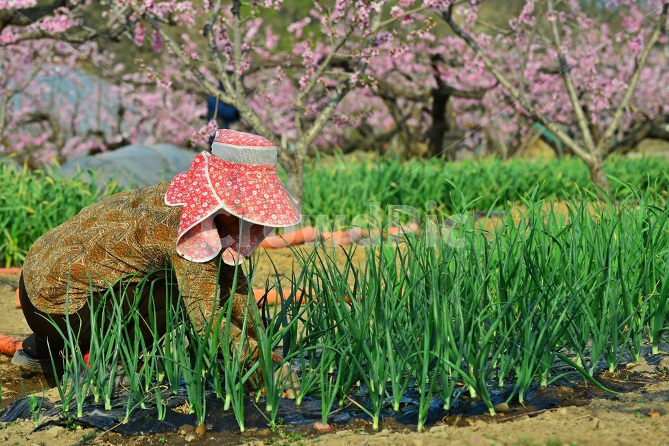 복숭아밭,복사꽃,파,대파,쪽파,plant,식물,blossom,flower,꽃,apparel,의복,의류,outdoors,옥외,hat,모자,sunhat,태양모자,person,사람,human,인간,농업,농사,경작,과수원,사람,인물,인간,human,person,농업,농사,agriculture,farming,farming industry