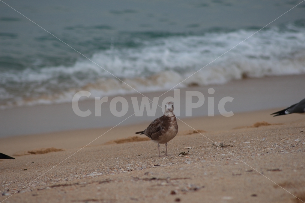 갈매기,새,조류,동물,바다,파도,모래사장,해변,해변가,바닷가,gull,sea,한마리,서있는,해변,바다,beach,sea,동물,animal,조류,새,birds