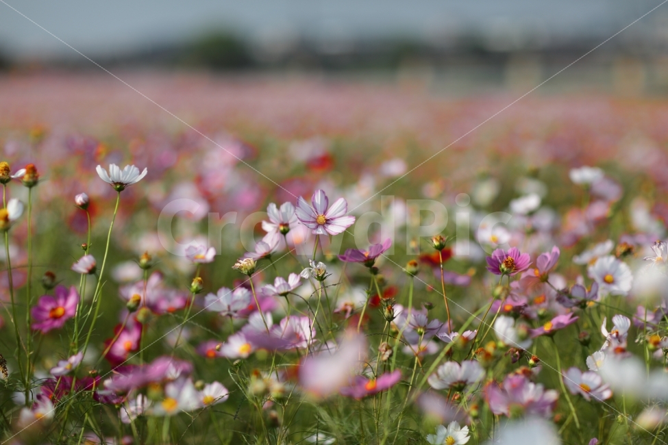 코스모스,풍경,가을,풍경사진,cosmos,아웃포커싱,autumn,fall,자연,캐논,cannon,대전,한국,가을,계절,fall,autumn,season,식물,자연,plants,nature,꽃,flower,grassland,목초지,outdoors,옥외,field,들