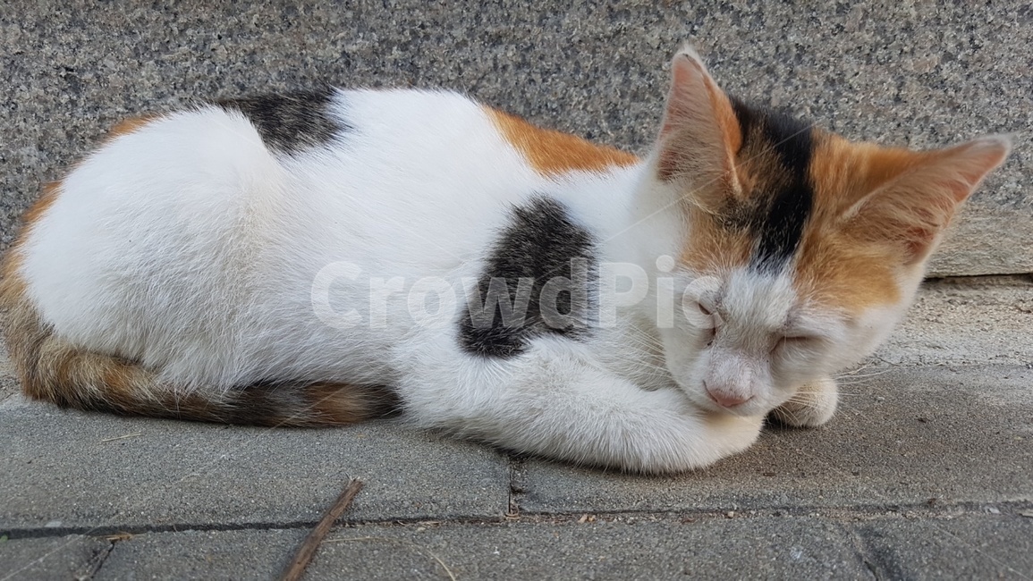 mammal,포유류,cat,애완동물,pet,동물,animal,고양이,길고양이,낮잠,동물,animal,포유류,mammal,고양이,cat,kitten,kitty