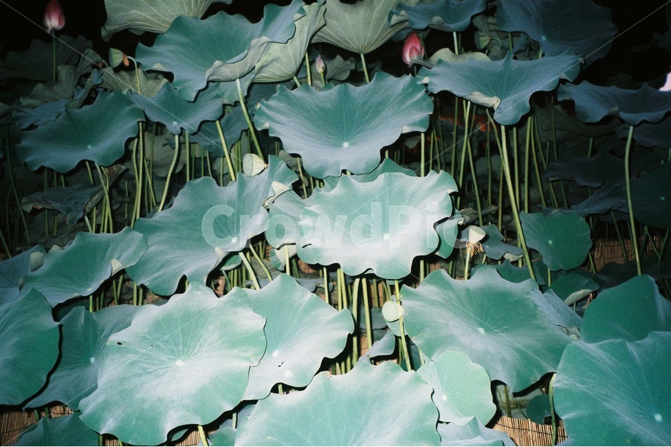 plants,lotusleaf,식물,연잎,연꽃,자연