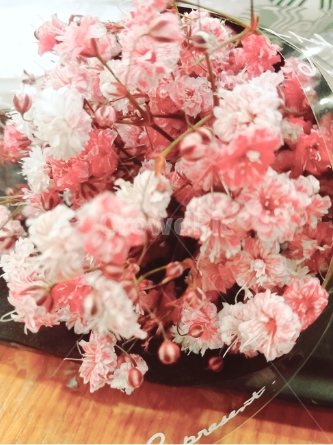 식물,꽃,안개꽃,드라이플라워,flower,gypsophila,dryflower