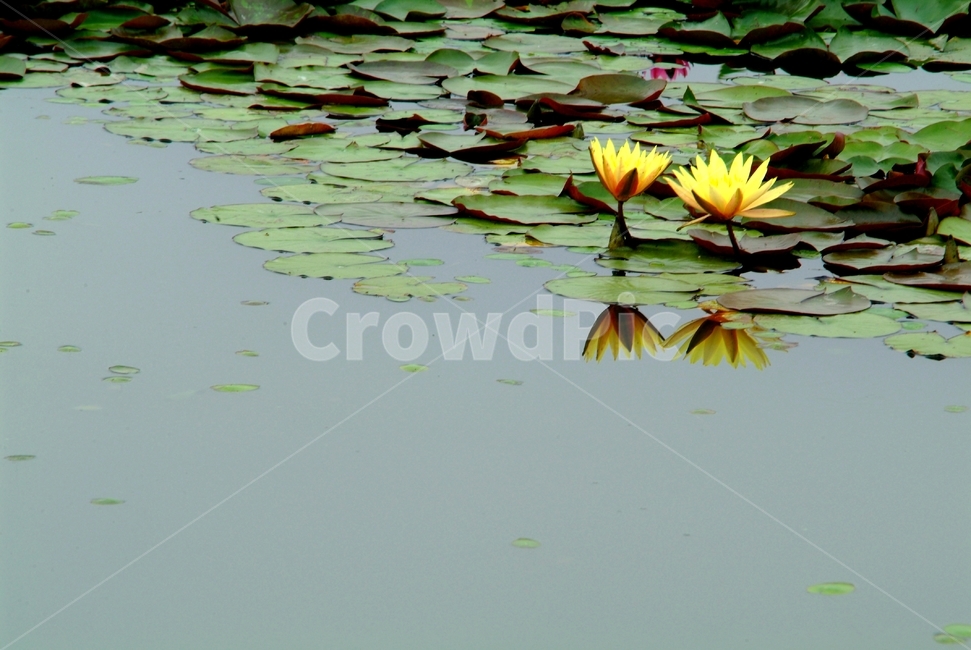 수련,반영,연꽃,관곡지,여름,꽃,수중식물,reflection,식물,자연,plants,nature,꽃,flower