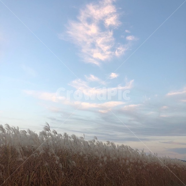 갈대,바람,가을,선선한,fall,구름,cloud,파랑,감성,색감,갈대밭,autumn,자연,풀,억새,억새밭,plants,nature,하늘,sky