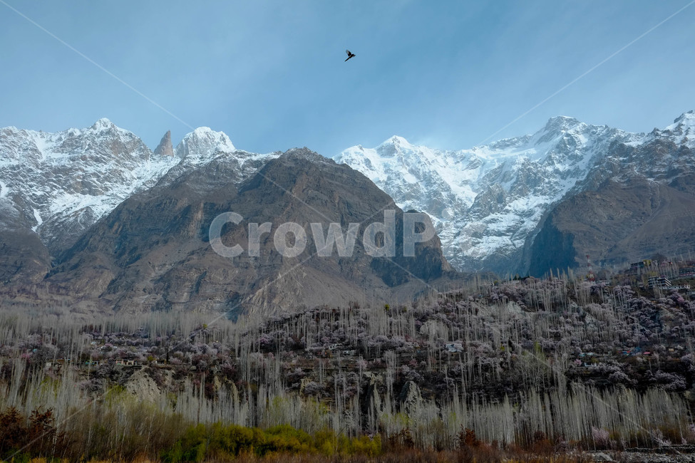 파키스탄,히말라야,훈자,자연,풍경,설산,hunza,계곡,협곡,산,파키스탄훈자,훈자마을,봄,꽃,절벽,자연,풍경,nature,landscape,해외,외국,세계,foreign,oversea,world,세계자연풍경,해외자연풍경,외국자연풍경,world nature landscape,outdoors,옥외,mountain,mountain range,산맥,bird,새,animal,동물
