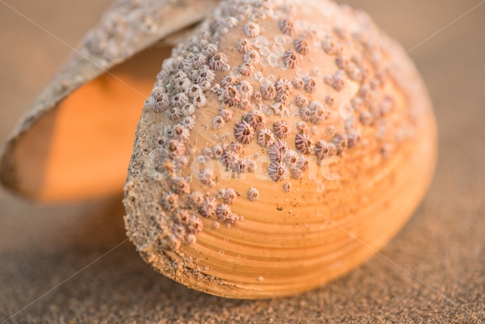 조개,일몰,SeaShell,다대포해변조개,SunsetShell,햇빛조개,모래와조개,해변,바다,beach,sea,감성,sensible,feeling