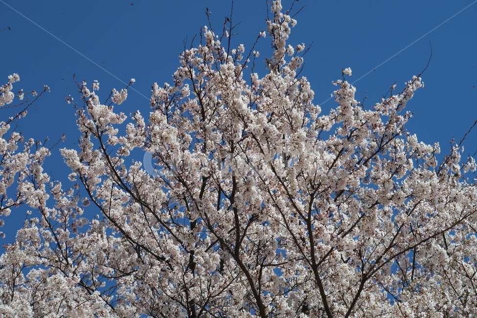 벚꽃,cherryblossom,blossom,꽃,봄,봄꽃,하늘,봄날씨,벚꽃만개,만개,개화,벚꽃개화,spring,봄풍경,도심,도시,식물,plant
