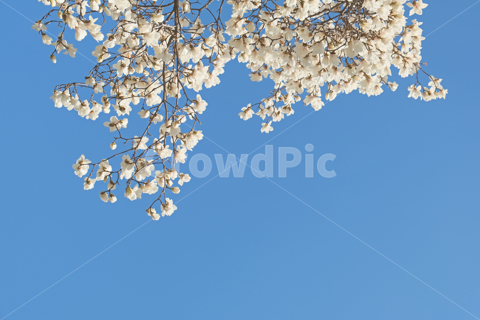 꽃,봄꽃,목련,하늘,나무,봄,계절,spring,season,식물,자연,plants,nature,꽃,flower,plant,blossom