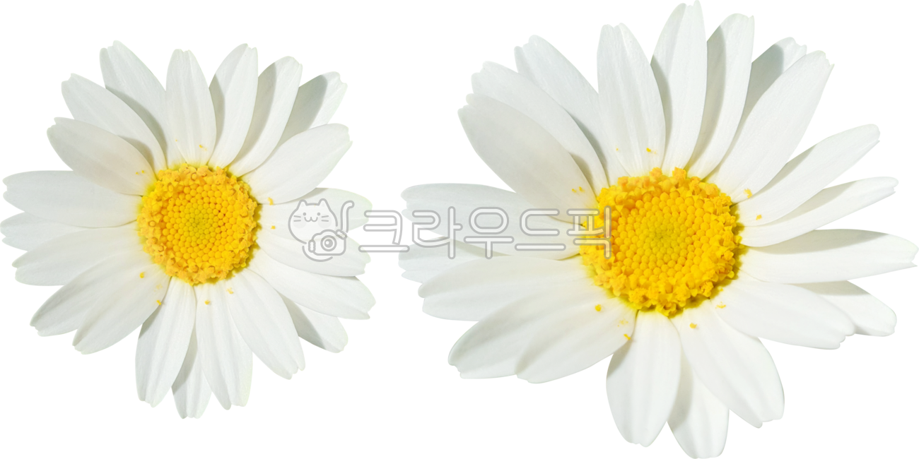 목마가렛,데이지,꽃,꽃잎,국화,캐모마일,marguerite,margueritedaisy,parisdaisy,argyranthemumfrutescens,daisy,flower,petal,chrysanthemum,chamomile,흰색,화이트,white