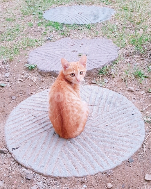 고양이,동물,자연,힐링,길냥이,전원,전원생활,전원주택,반려묘,반려동물,아기,nature,animal,동물,animal,포유류,mammal,고양이,cat,kitten,kitty