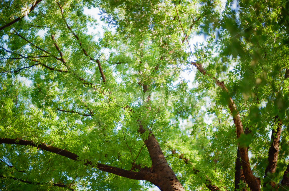 나무,산,초록,풍경,힐링,숲,nature,감성,필름,필름카메라,film,자연,여름,색감,summer,green,color,forest,wood