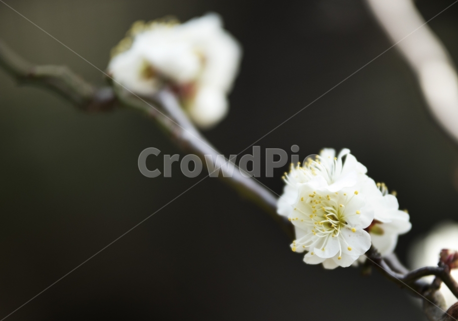 매화꽃,겨울매화,매화나무,봄맞이,제주도매화,봄,계절,spring,season,식물,자연,plants,nature,꽃,flower,plant