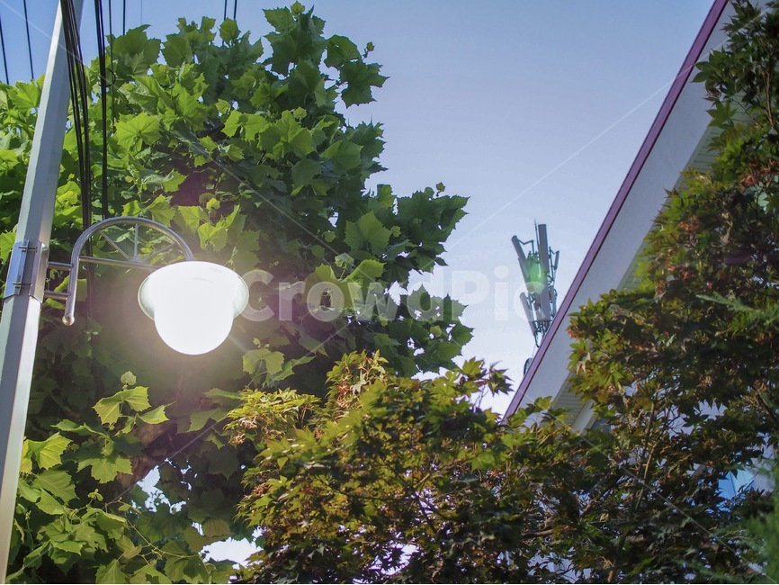 전등,가로등,전신주,건물,나무,빛,초록,초록색,green,tree,light,야경,밤,풍경,nightscape,night,landscape,식물,자연,plants,nature,flare,플레어