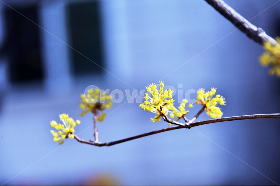 봄꽃,꽃,나무,산수유,산수유꽃,식물,봄,봄,계절,spring,season,식물,자연,plants,nature,꽃,flower,plant