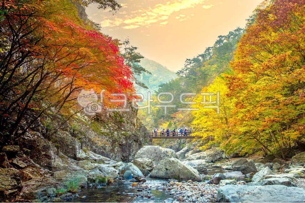 단풍,가을,낙엽,연못,물,자연,나무,계곡,잎,작은만,water,leaf,outdoors,nature,tree,가을,계절,fall,autumn,season
