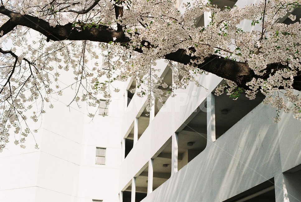 식물,cherryblossom,벚꽃,blossom,flower,꽃,banister,난간,plant,봄,아파트,건물,외관,나무,봄,계절,spring,season