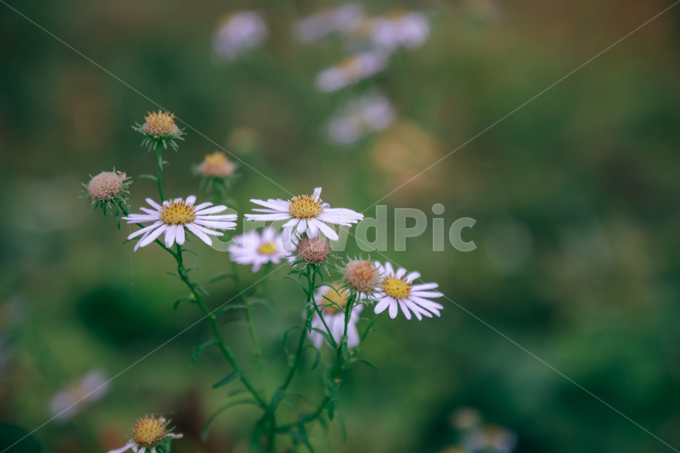 꽃,아름다운,식물,아침이슬,이슬,물방울,풀잎,자연,흰꽃,식물,자연,plants,nature,꽃,flower