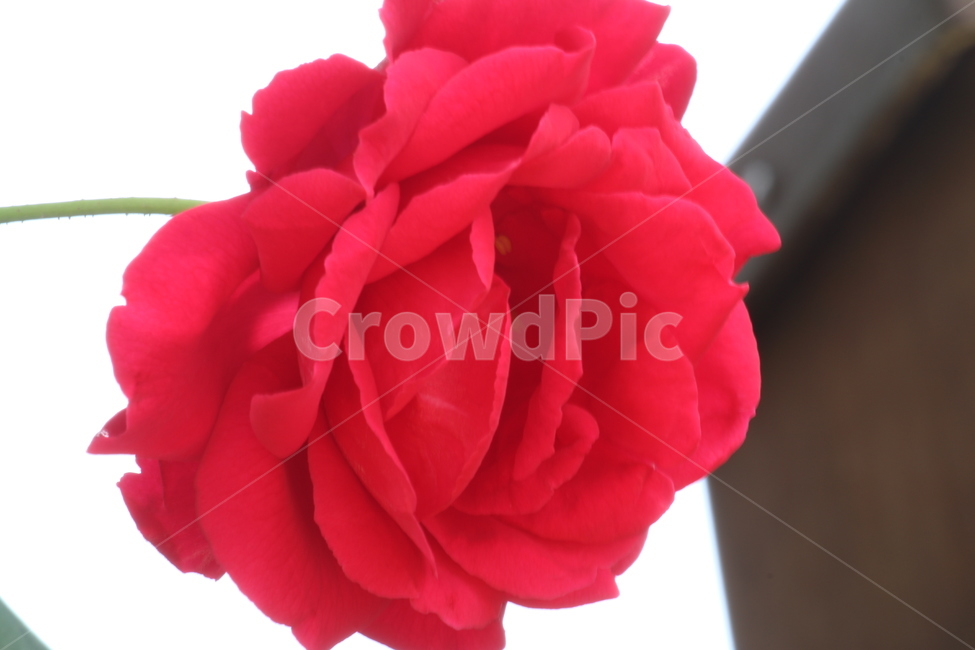 꽃,레드,빨강,로즈,장미,식물,자연,야생화,들꽃,풍경,식물,자연,plants,nature,꽃,flower