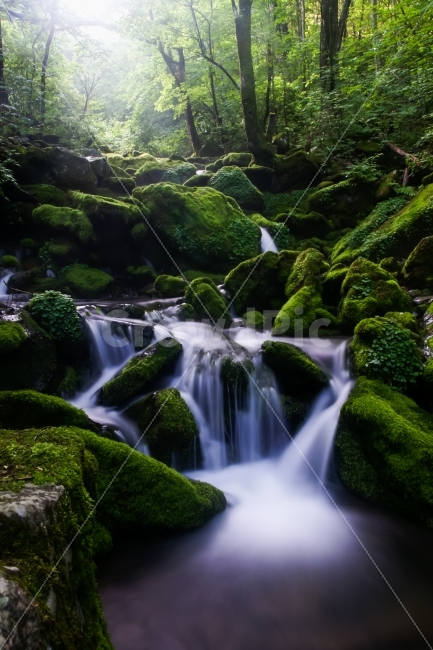 자연,계곡,이끼,장전이끼계곡,강원도,물,나무,바위,자연,풍경,nature,landscape,여름,계절,summer,season,water,outdoors,옥외,river,강