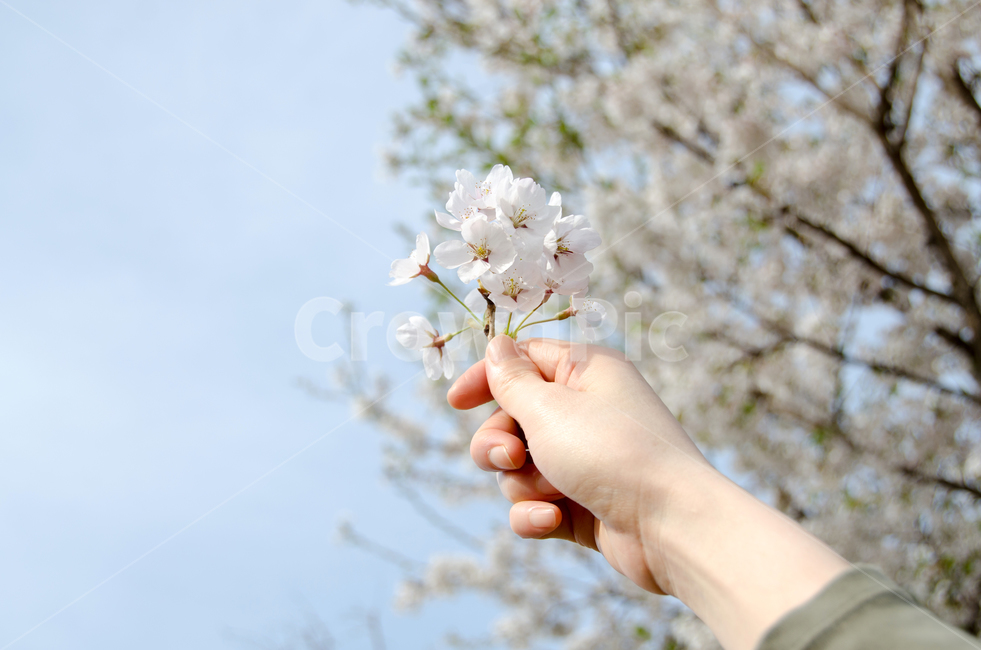 벚꽃,봄,손,하늘,자연,꽃,계절,휴식,꽃잎,배경,아름다운,아름다움,개화,분기,야외,그리움,기쁨,컨셉,휴가,봄,계절,spring,season