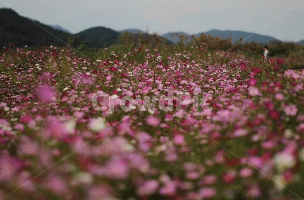 cosmos,flower,가을,코스모스,꽃,가을,계절,fall,autumn,season,식물,자연,plants,nature,꽃,flower,plant