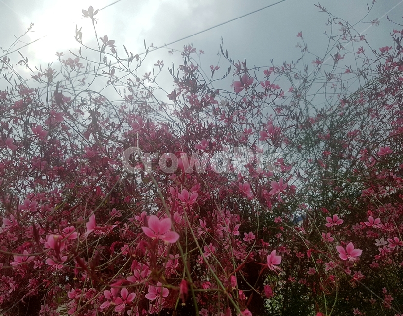 plant,식물,꽃,가을,목련,코스모스,하늘,분홍색꽃,분홍색,벚꽃,담장,감성사진