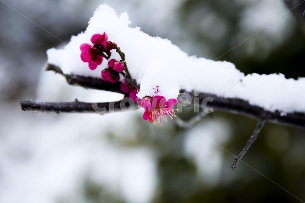 꽃,설중매,매화꽃,매화,매실,눈,눈속에핀곷,자연,봄,봄꽃,겨울,계절,winter,season,식물,자연,plants,nature,꽃,flower