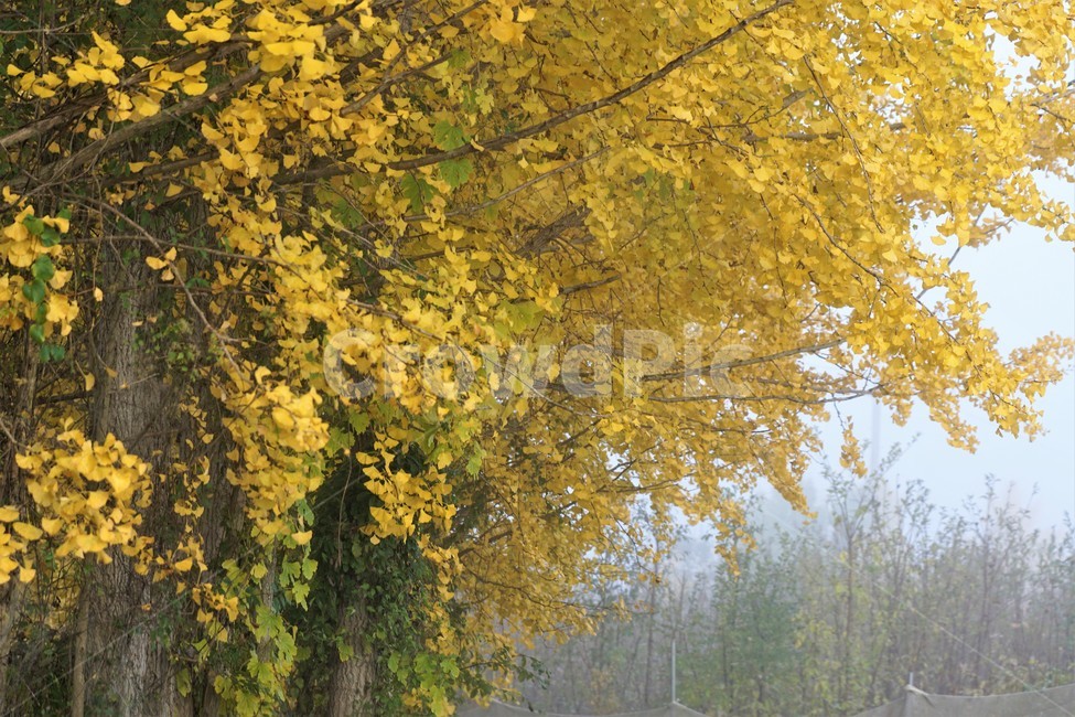 가을,은행나무,단풍,낙엽,나무,자연,식물,풍경,안개,자연풍경,감성,nature,fall,autumn,trees,yellow,green,가을,계절,fall,autumn,season,tree,plant
