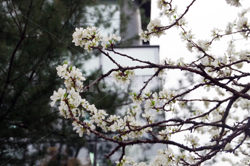 봄,계절,꽃,spring,season,flower,봄,계절,spring,season,식물,자연,plants,nature,꽃,flower,plant,blossom